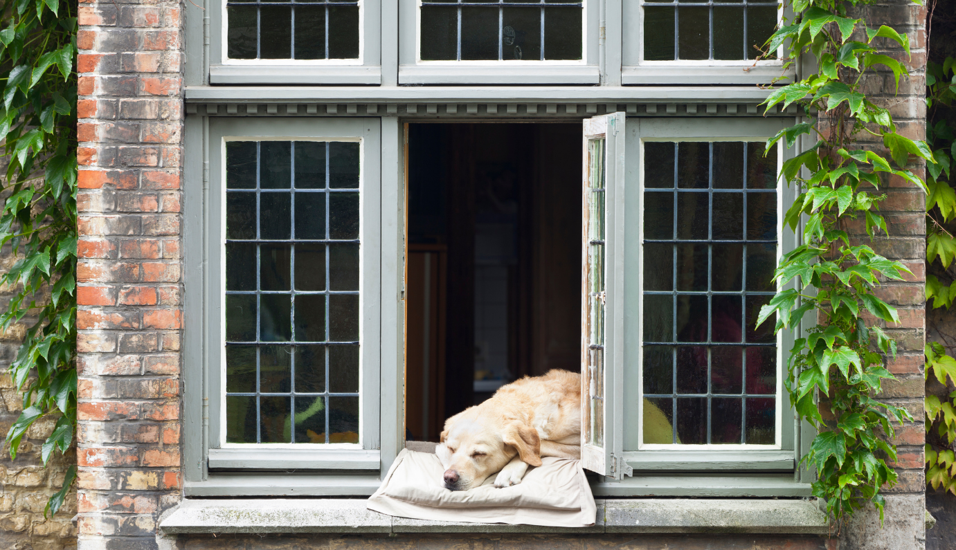 a photograph of open wooden windows with a dog sleeping on a cushion in the middle windows